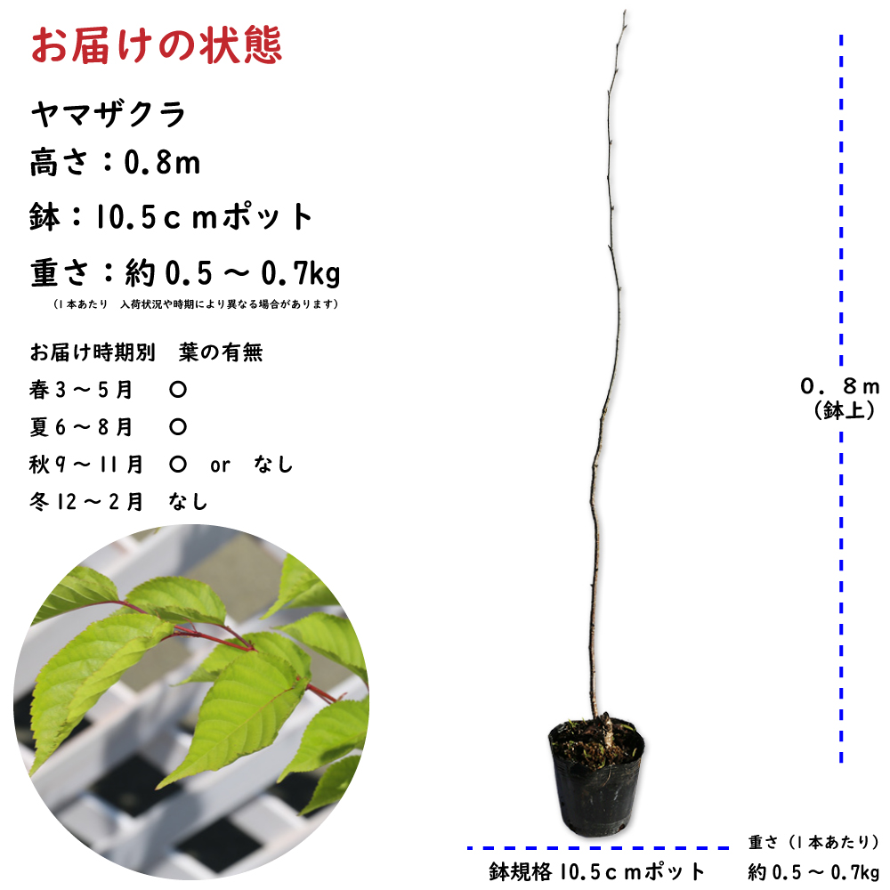 日本限定 オオシマザクラ 苗木 1.2m程度 acornproperties.co.uk