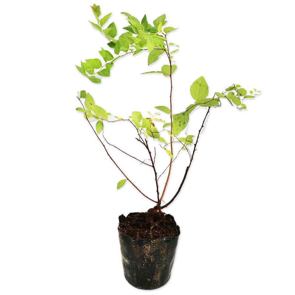 トオヤマグリーン シモツケ ゴールデンフレーム 販売 価格 植木の種類と育て方