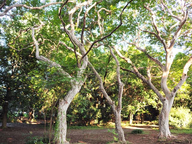 トオヤマグリーン シマサルスベリ 販売 価格 植木の種類と育て方