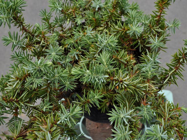 トオヤマグリーン シルバーライニング 販売 価格 植木の種類と育て方