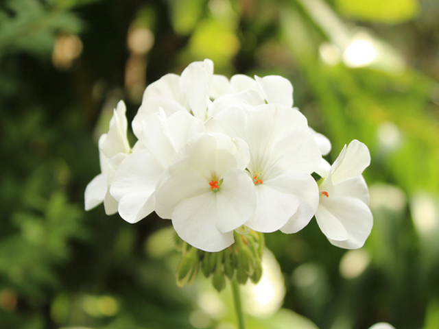 トオヤマグリーン ゼラニウム 白 販売 価格 植木の種類と育て方