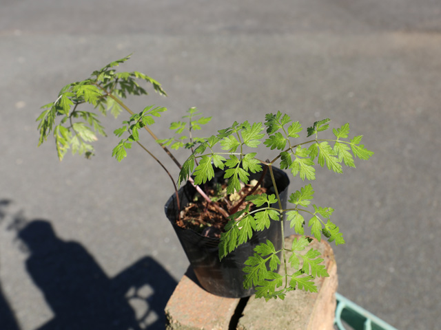 トオヤマグリーン シャク 販売 価格 植木の種類と育て方