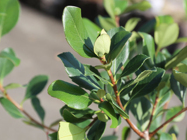 トオヤマグリーン ベニバナシャリンバイ スプリングタイム 販売 価格 植木の種類と育て方