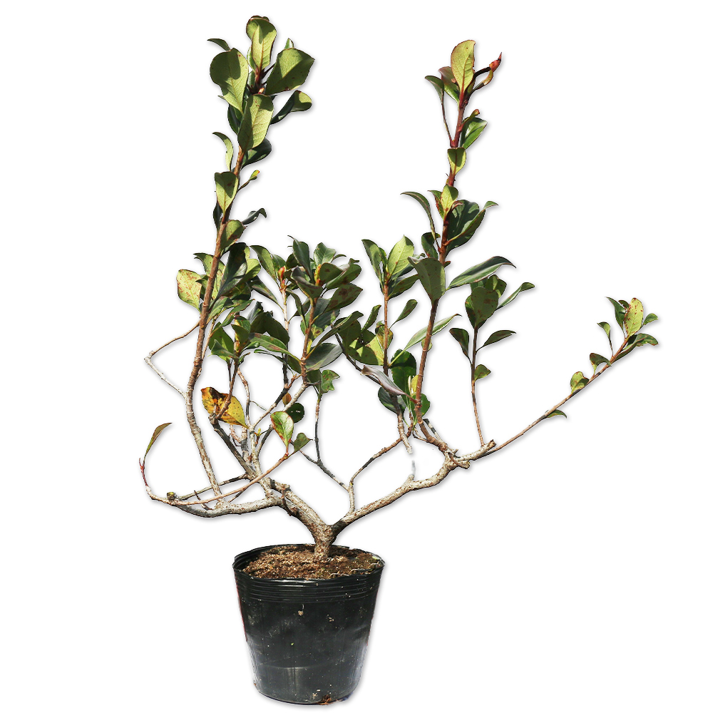 トオヤマグリーン ベニバナシャリンバイ スプリングタイム 販売 価格 植木の種類と育て方