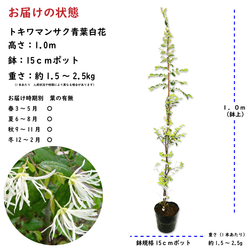 トオヤマグリーン トキワマンサク青葉白花 販売 価格 植木の種類と育て方