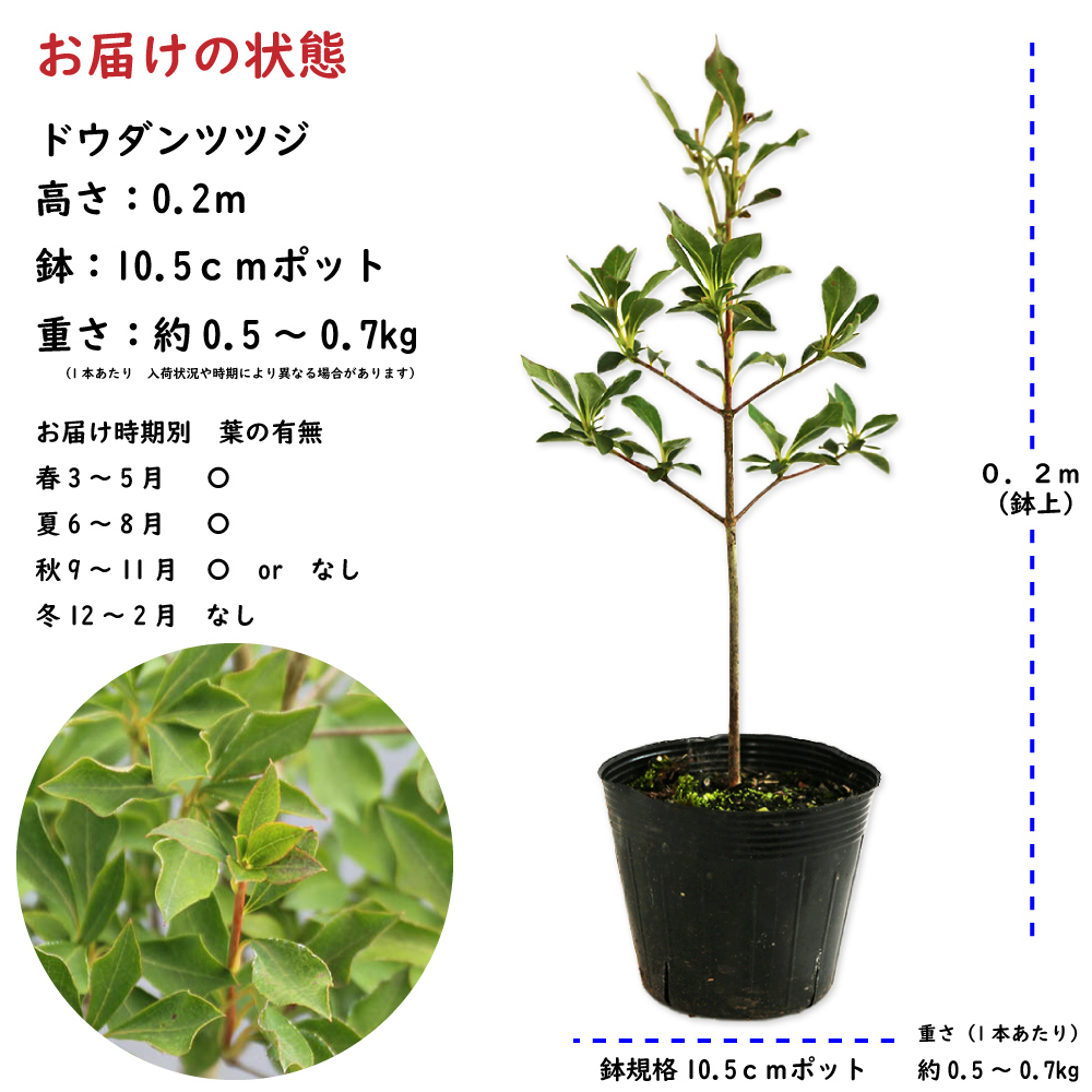 トオヤマグリーン ドウダンツツジ 販売 価格 植木の種類と育て方