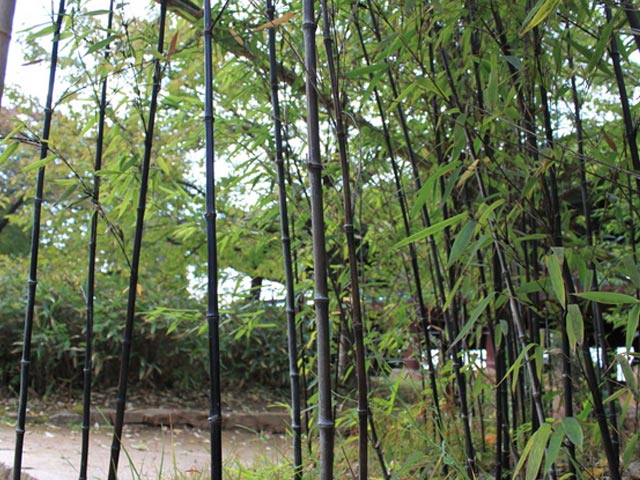 トオヤマグリーンクロチク（黒竹） 販売商品（シンボルツリー）