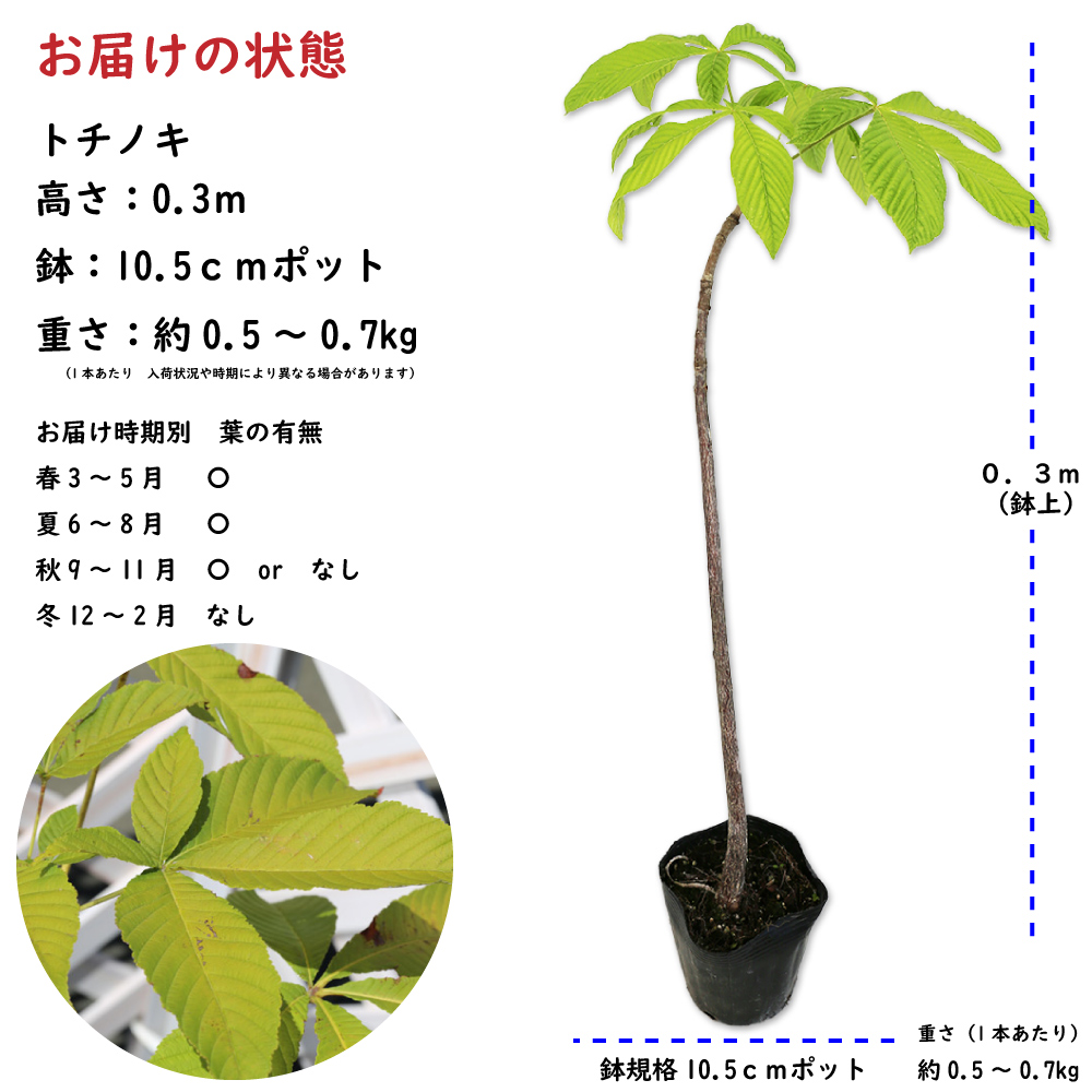 トオヤマグリーン トチノキ 販売 価格 植木の種類と育て方