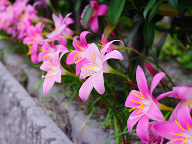 トオヤマグリーン ゼフィランサス カリタナ ピンク花 販売 価格 植木の種類と育て方