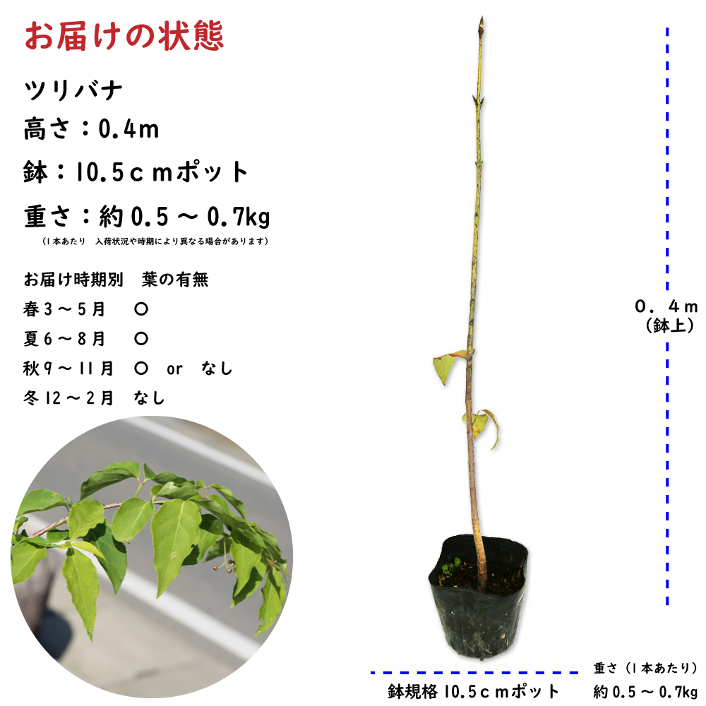トオヤマグリーン ツリバナ 販売 価格 植木の種類と育て方