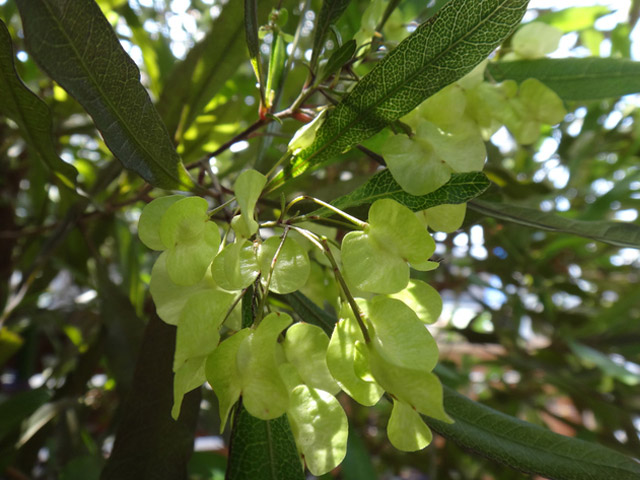 トオヤマグリーン ドドナエア ポップブッシュ プルプレア 販売 価格 植木の種類と育て方