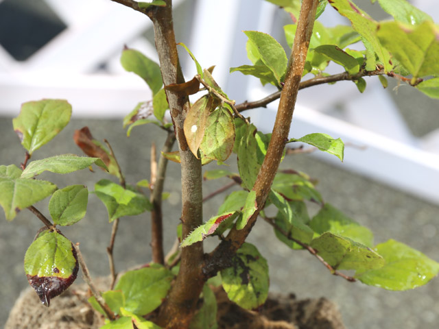 長期展示特価品 ナツハゼ 0 8m露地 1本 1年間枯れ保証 沖縄三線送料無料 花 園芸 Roe Solca Ec