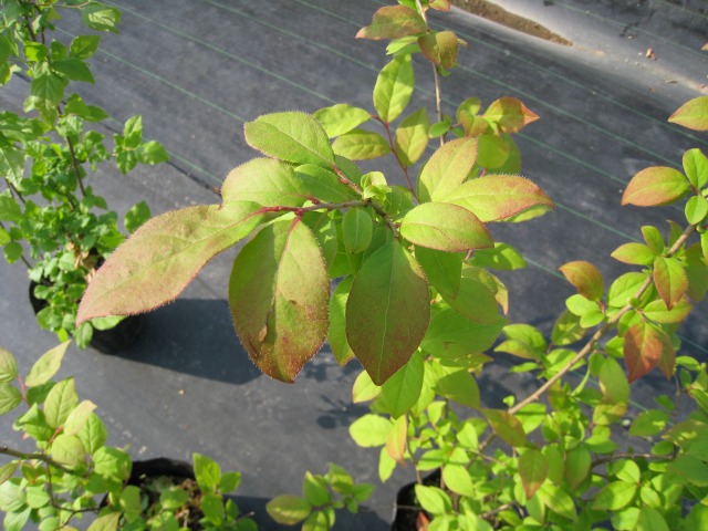 48個で送料込 ナツハゼ 1 5m露地 1本 1年間枯れ保証 全ての 花 園芸 Roe Solca Ec