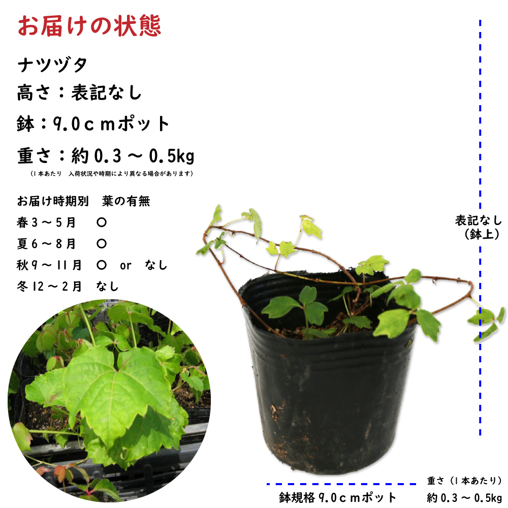 トオヤマグリーン ナツヅタ 販売 価格 植木の種類と育て方