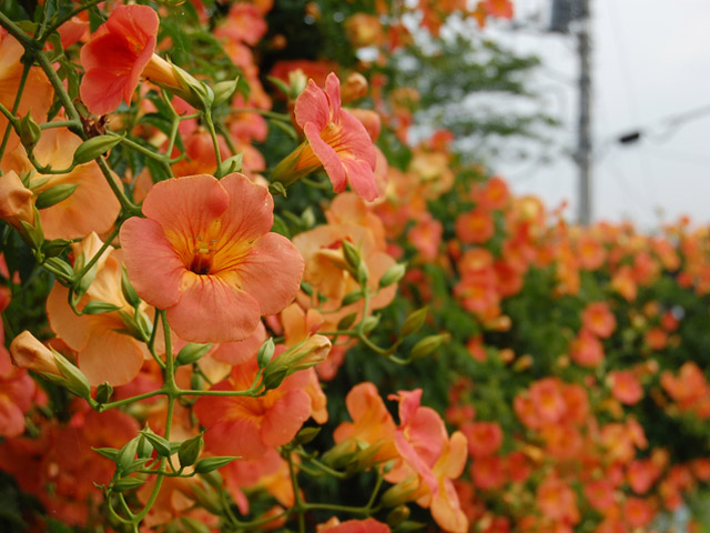 トオヤマグリーン ノウゼンカズラ オレンジ花 販売 価格 植木の種類と育て方