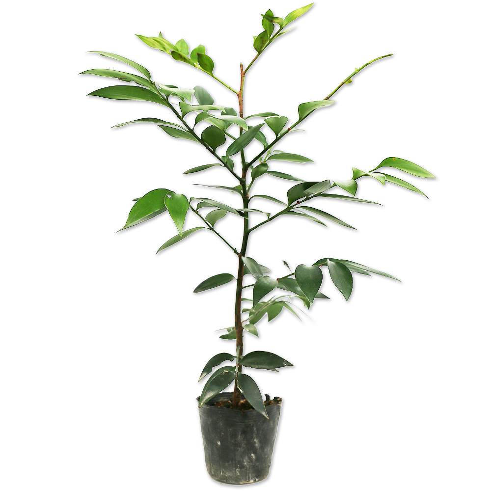トオヤマグリーン ナギ 販売 価格 植木の種類と育て方