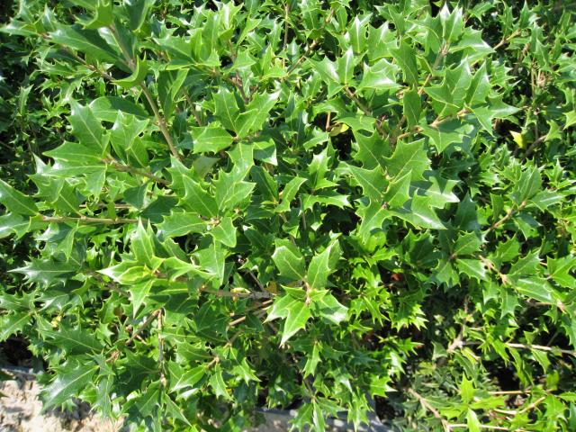 トオヤマグリーン ヒイラギ 販売 価格 植木の種類と育て方