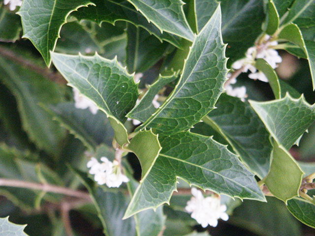 トオヤマグリーン ヒイラギモクセイ 販売 価格 植木の種類と育て方