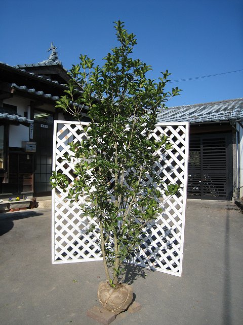 トオヤマグリーン ヒイラギモクセイ 販売 価格 植木の種類と育て方