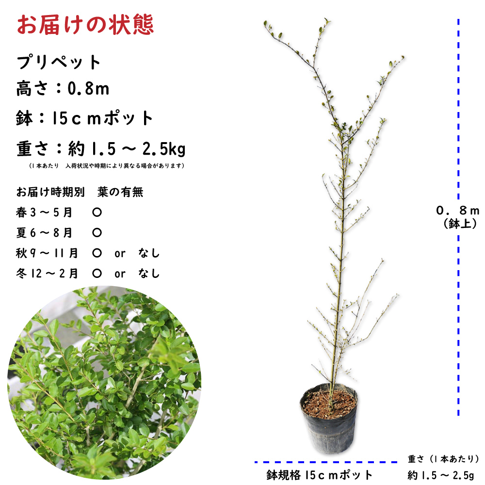 卸売 プリペット 0 8m15cmポット 14本セット 送料無料 保付 植木 庭木 Labelians Fr