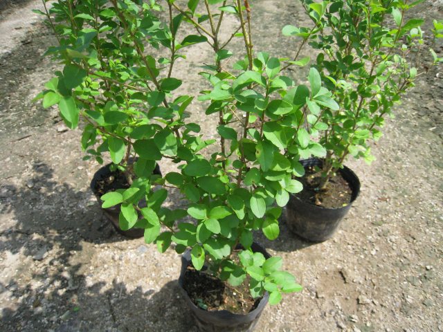 卸売 プリペット 0 8m15cmポット 14本セット 送料無料 保付 植木 庭木 Labelians Fr