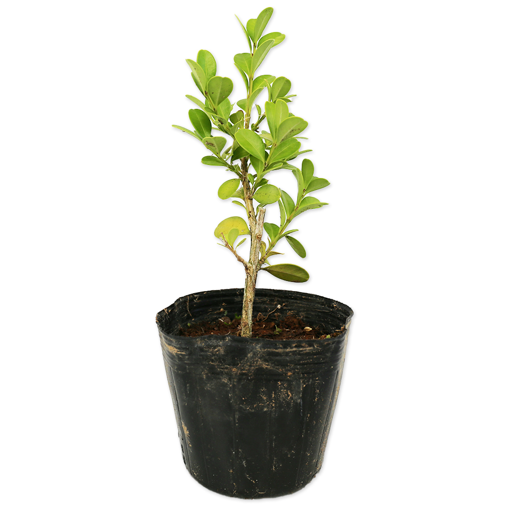 トオヤマグリーン ボックスウッド 販売 価格 植木の種類と育て方