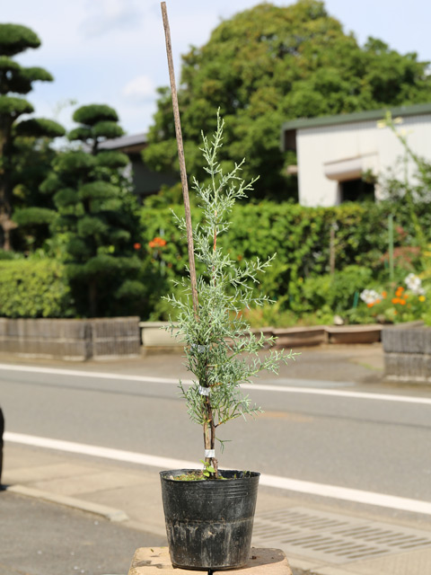 トオヤマグリーン ブルーアイス 販売 価格 植木の種類と育て方