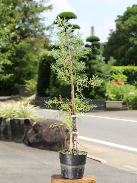 トオヤマグリーン ブルーアイス 販売 価格 植木の種類と育て方