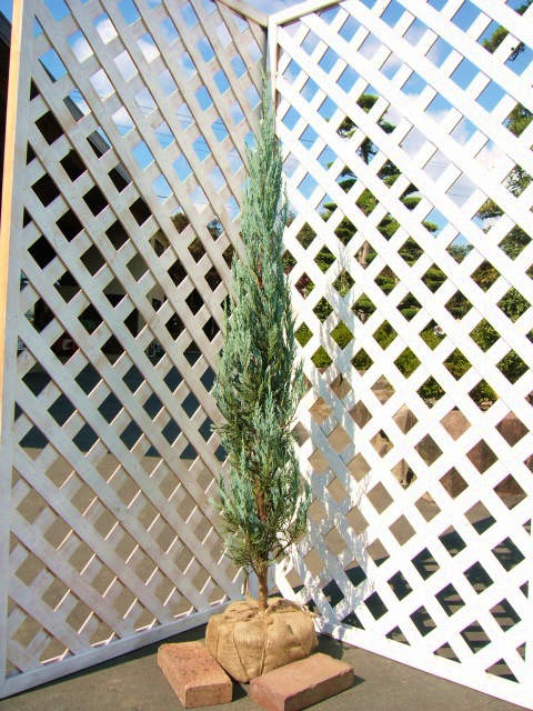 トオヤマグリーン ブルーヘブン 販売 価格 植木の種類と育て方