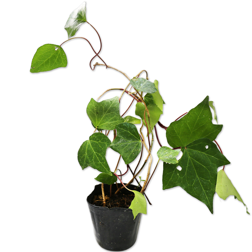トオヤマグリーン ヘデラ カナリエンシス 販売 価格 植木の種類と育て方