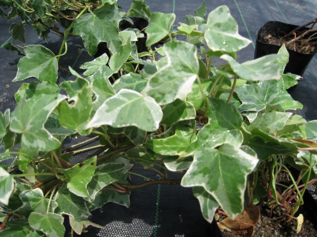 トオヤマグリーン ヘデラ グレーシャー 販売 価格 植木の種類と育て方