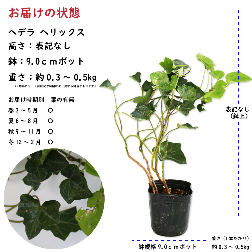 トオヤマグリーン ヘデラ ヘリックス 販売 価格 植木の種類と育て方