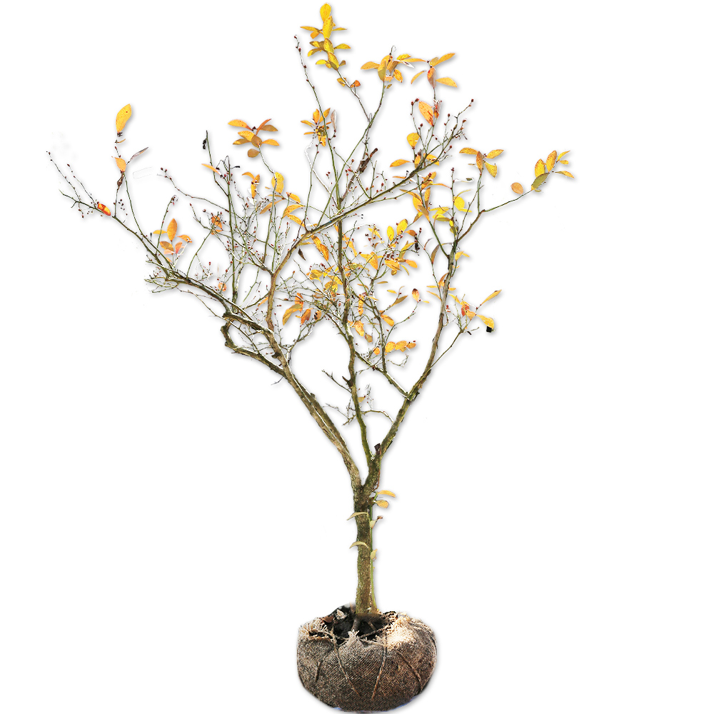 トオヤマグリーン ブルーベリー ホームベル 販売 価格 植木の種類と育て方