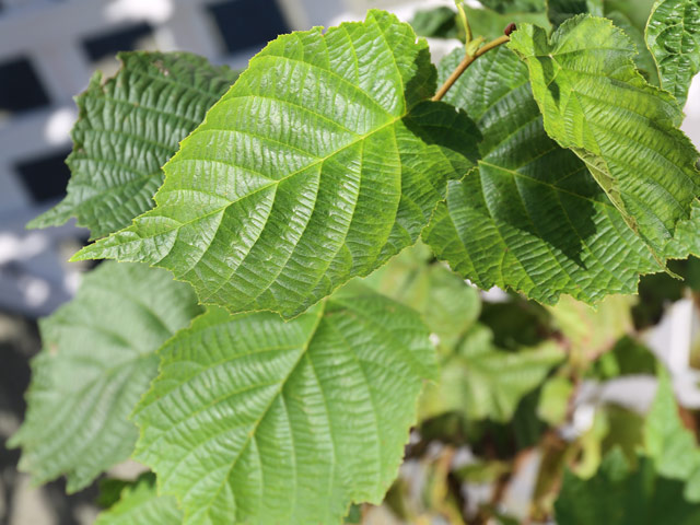 トオヤマグリーン ハシバミ 販売 価格 植木の種類と育て方