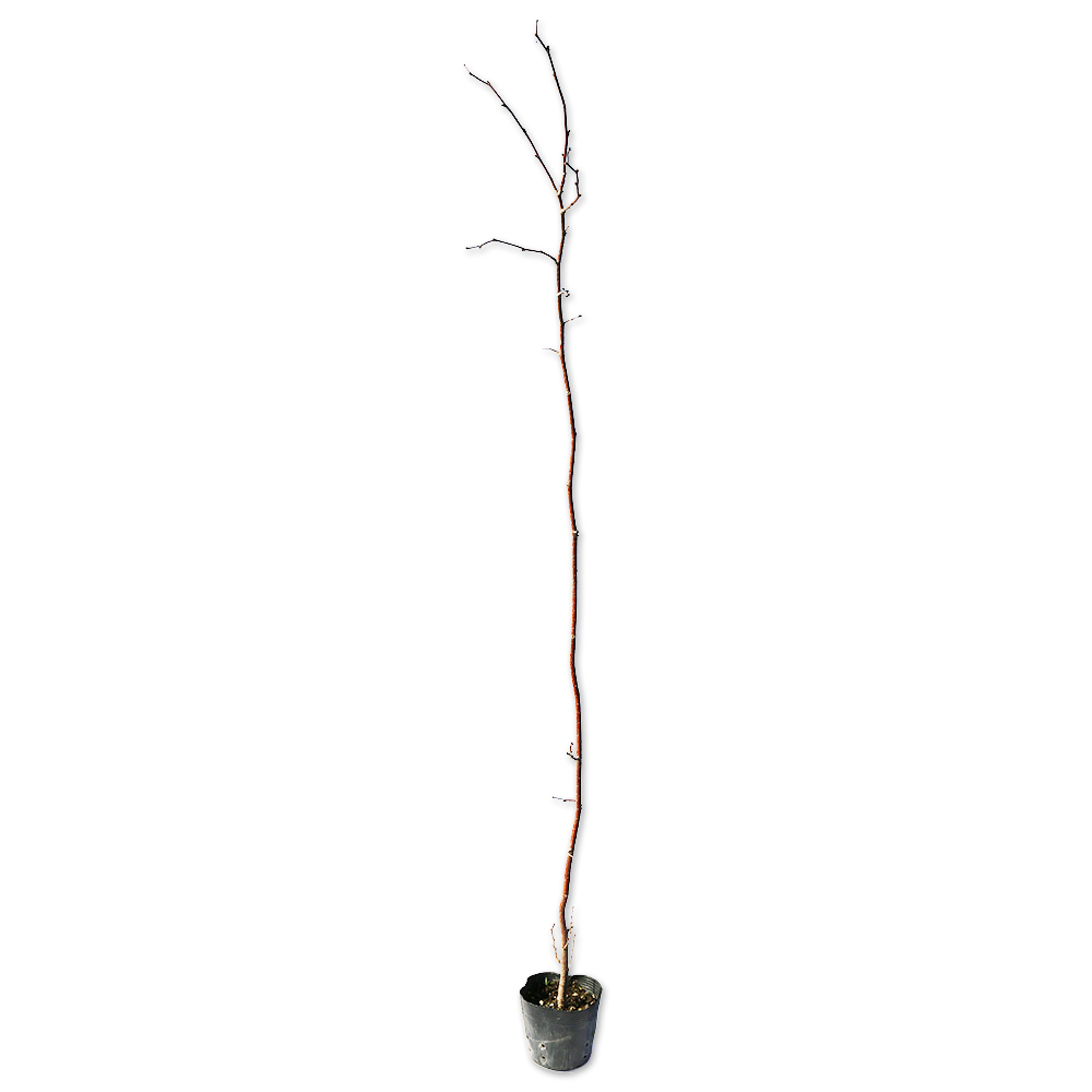 トオヤマグリーン ハシバミ 販売 価格 植木の種類と育て方