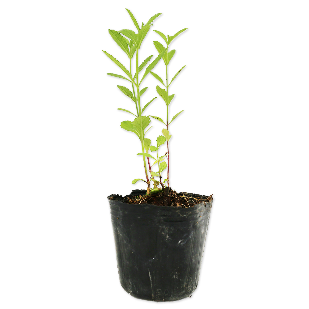 トオヤマグリーン バーベナ ボナリエンシス 販売 価格 植木の種類と育て方
