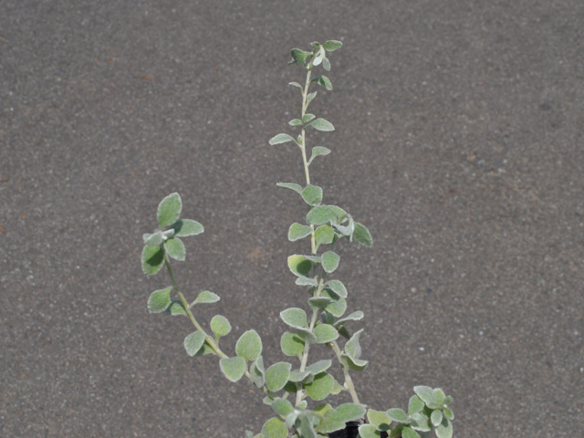 トオヤマグリーン ヘリクリサム シルバー 販売 価格 植木の種類と育て方