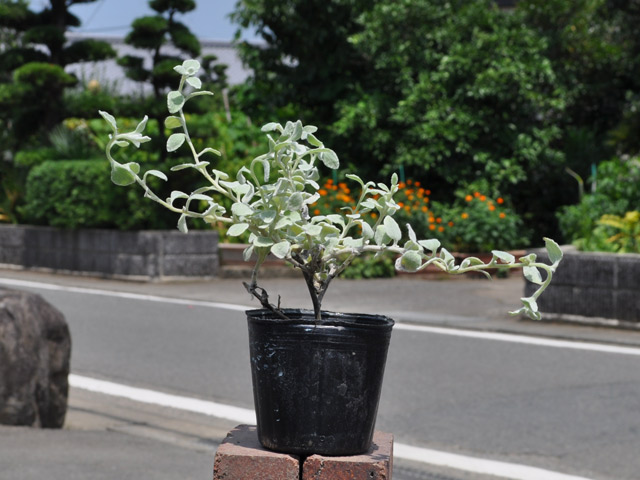 トオヤマグリーン ヘリクリサム シルバー 販売 価格 植木の種類と育て方