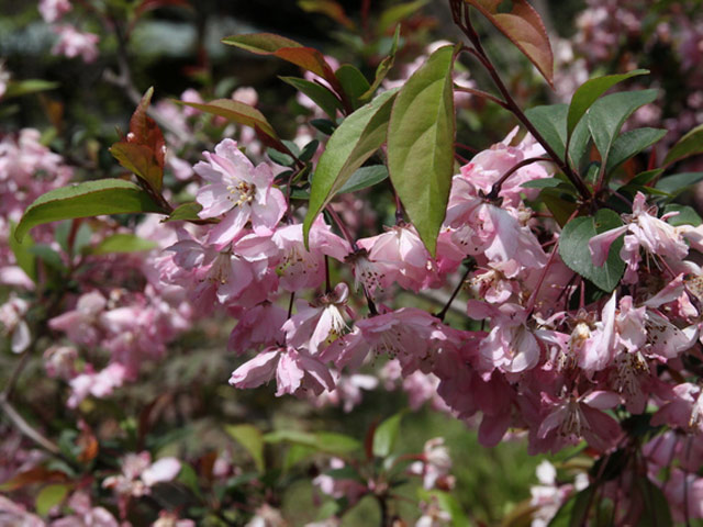 特典なし ハナカイドウ 2 0m露地 1本 1年間枯れ保証 最新新生児外科学 花 園芸 Roe Solca Ec 特典なし ハナカイドウ 2 0m露地 1本 1年間枯れ保証 最新新生児外科学 花 園芸 Roe Solca Ec