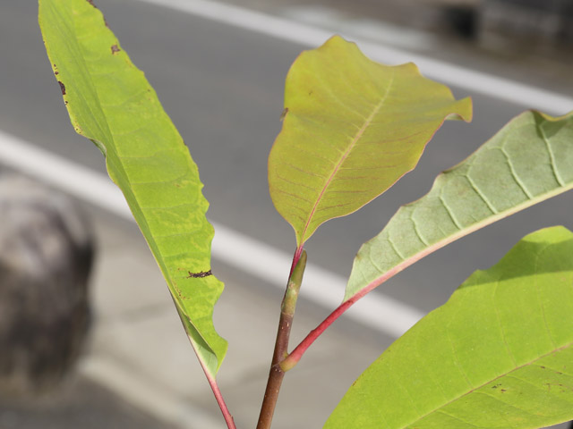 トオヤマグリーン ホオノキ 販売 価格 植木の種類と育て方