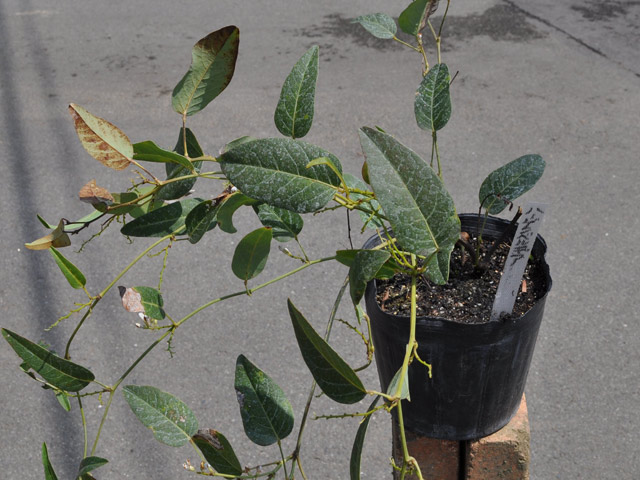 トオヤマグリーン ハーデンベルギア 販売 価格 植木の種類と育て方