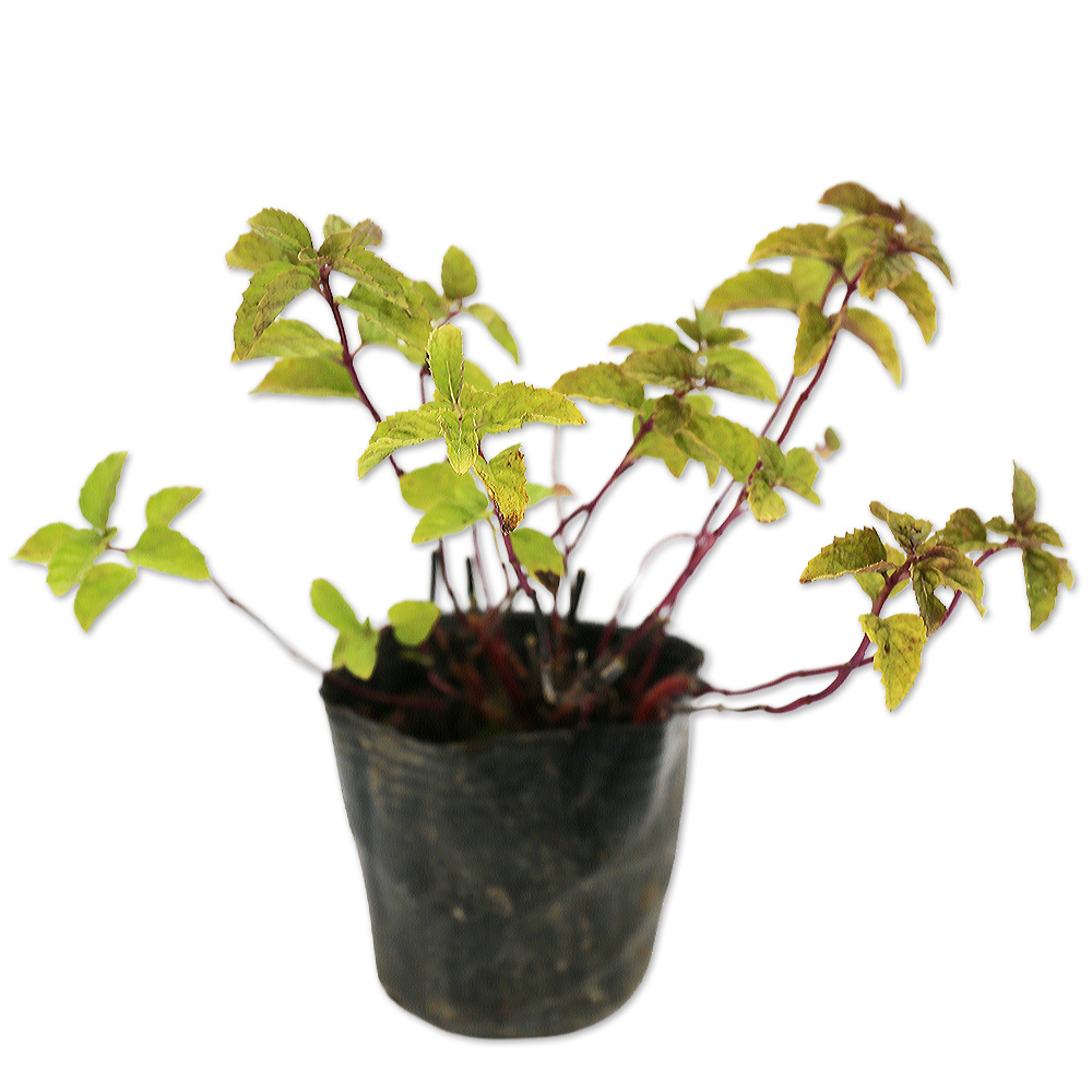 トオヤマグリーン ニホンハッカ 販売 価格 植木の種類と育て方