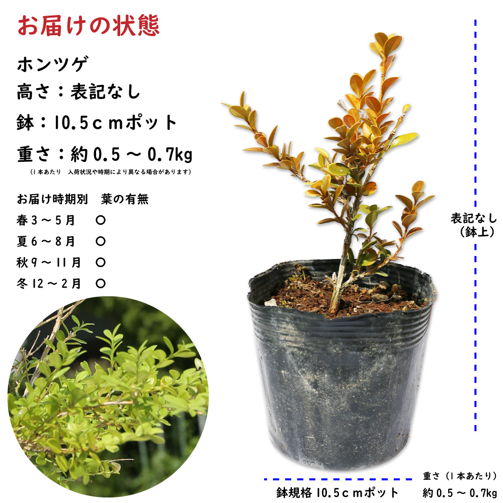 トオヤマグリーン ホンツゲ 販売 価格 植木の種類と育て方