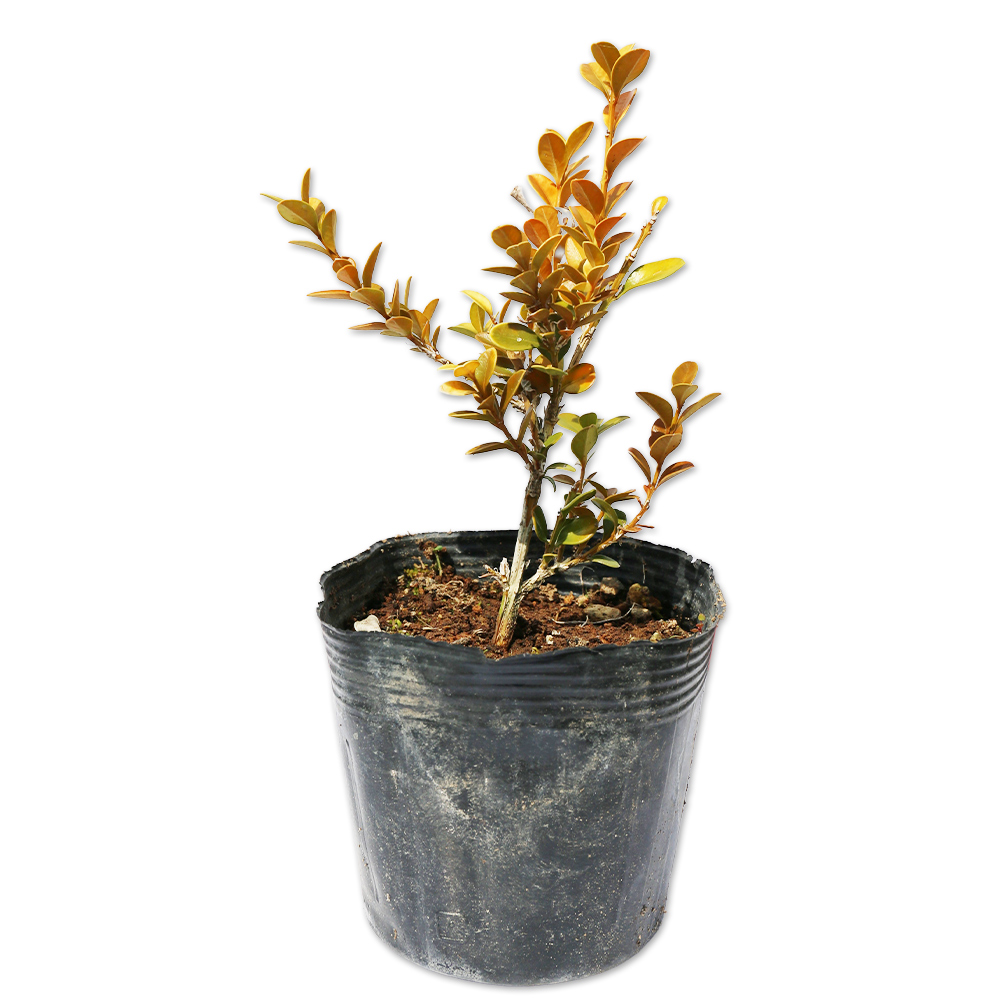 トオヤマグリーン ホンツゲ 販売 価格 植木の種類と育て方