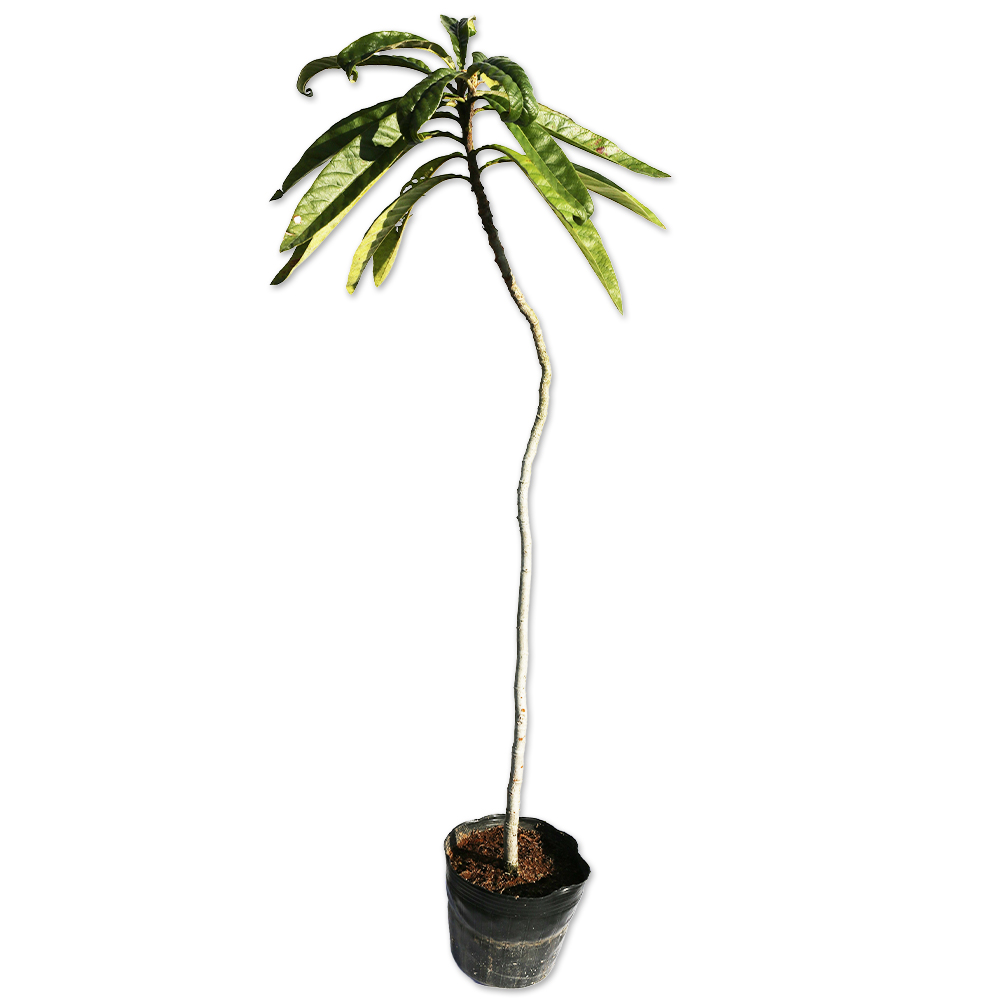 トオヤマグリーン ビワ 実生 販売 価格 植木の種類と育て方