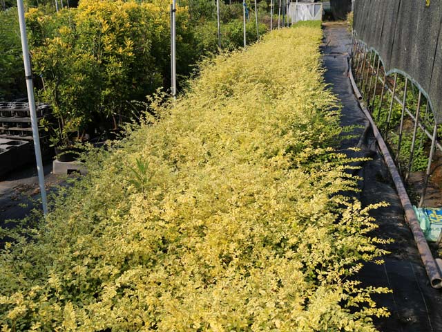 トオヤマグリーン プリペット レモンライム 販売 価格 植木の種類と育て方