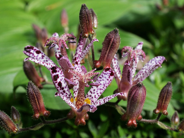 トオヤマグリーン タイワンホトトギス 販売 価格 植木の種類と育て方 トオヤマグリーン タイワンホトトギス 販売 価格 植木の種類と育て方