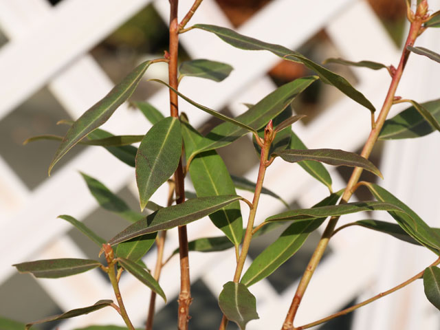 トオヤマグリーン ヒカゲツツジ 販売 価格 植木の種類と育て方