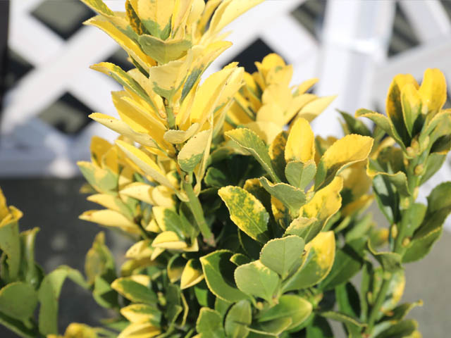 トオヤマグリーン オウゴンマサキ 販売 価格 植木の種類と育て方