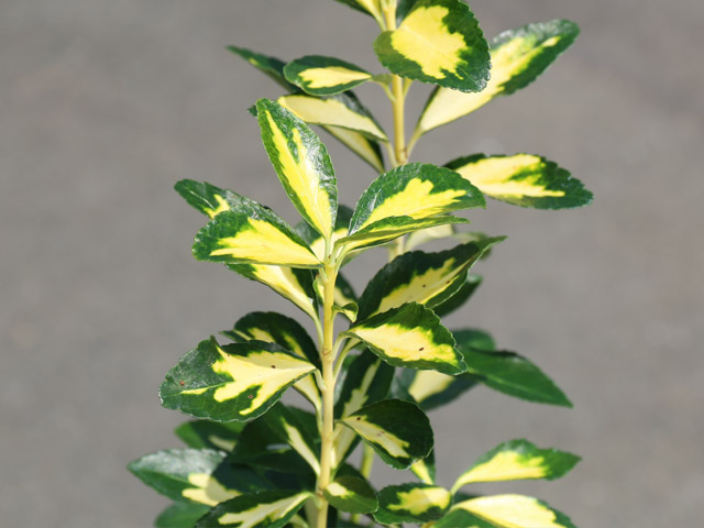 トオヤマグリーン ナカフキンマサキ 販売 価格 植木の種類と育て方